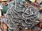 Lepketapló (Trametes versicolor), Budai-hegység